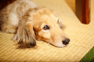 【畳のシミ取り方法】ペットがおしっこしてしまった場合