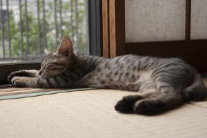 畳に臭いが発生するおもな原因